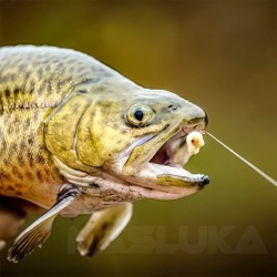 Αγκίστρια για ψάρεμα πέστροφας MT Trout Hooks - 2μ - 7 τμχ