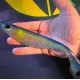 Τεχνητά Σιλικόνης Berkley Giant Ripple Shad - 16/20εκ - CC Special