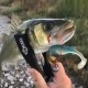 Σετ 4 τμχ Τεχνητά Σιλικόνης Rudie's Hata Fish - 10.2εκ - χρώμα 12
