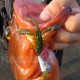Τεχνητά Σιλικόνης Rudie's Target Grouper Eater Shrimp - 8 τμχ. - 6.3εκ - χρώμα 65